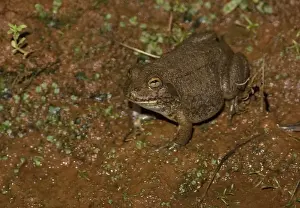 Water-holding Frog This species is specially adapted to live in Australian desert regions. Most of their year is spent underground as they burrow into soil to protect themselves from the heat