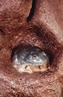 Arid Prints: Water-Holding Frog - in underground chamber - shedding dry skin after rain - Central Australia AU-1420