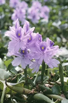 Aquatic Prints: Water Hyacinth