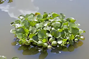 Introduced Prints: Water Hyacinth Plants - Lake Naivasha Kenya