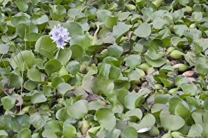 Images Dated 3rd January 2009: Water Hyacinth Plants - Lake Naivasha Kenya
