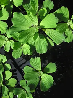 Water Lettuce
