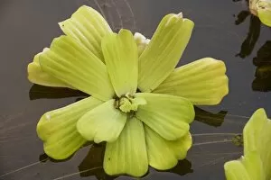 Water lettuce (or water cabbage)