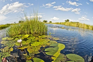 Images Dated 5th March 2008: Water lilies and reeds - Okavango Delta - Botswana