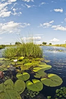 Images Dated 5th March 2008: Water lilies and reeds - Okavango Delta - Botswana