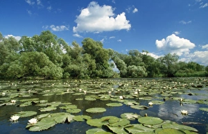 Images Dated 4th August 2008: Water Lily