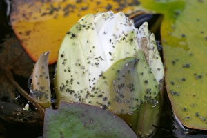 Images Dated 24th July 2004: Water Lily Aphids infest both the flowers and leaves of nymphaea spp