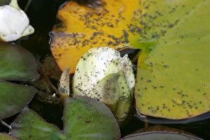 Images Dated 24th July 2004: Water Lily Aphids infest both the flowers and leaves of nymphaea spp