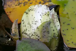 Aphid Prints: Water Lily Aphids infest both the flowers and leaves of nymphaea spp
