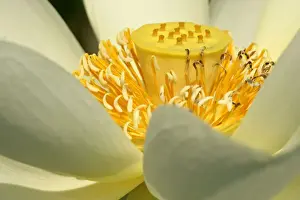 Water lily detail of a blossom Baden-Wuerttemberg, Germany