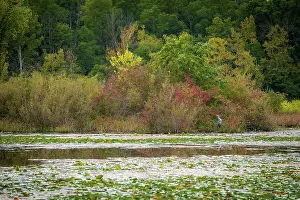 Miller Prints: Water lily covered lake, France Park, Indiana, USA. Date: 22-09-2018