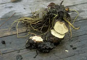 Aquatic Prints: Water Lily crown rot shows as brown tissue in the rhizomes