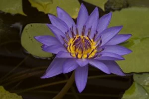 Lilies Gallery: Water Lily cultivar