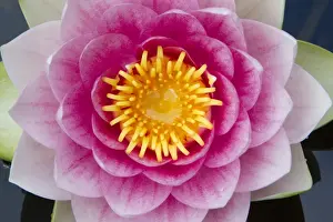 From Above Prints: Water Lily - flower in garden pond - Lower Saxony - Germany