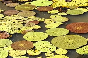 Lilies Gallery: Water Lily - giant Lily leaves and flower. Tributary