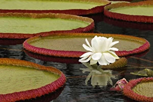 Images Dated 8th August 2011: Water lily and lily pad pond, Longwood Gardens