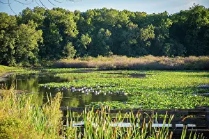 Miller Prints: Water lily pond, Tippecanoe State Park, Indiana, USA. Date: 22-09-2018