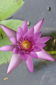 Botany Gallery: Water lily, Rarotonga Island, Cook Islands