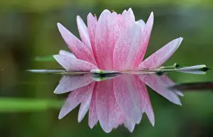 Waterlily Prints: Water Lily - showing reflection in garden pond