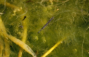 Images Dated 22nd December 2008: Water-measurer Insect