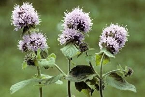 Images Dated 1st July 2008: Water Mint