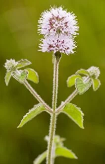 Insect Attracting Collection: Water Mint - in flower. Dorset