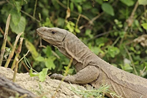 Water Monitor Lizard, Keoladeo National Park