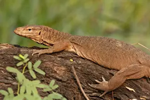 Conservation Prints: Water Monitor Lizard - Keoladeo National Park, Rajasthan, India