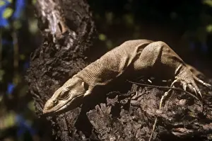 Water Monitor Lizard - on tree trunk - Keoladeo National Park - India
