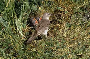 Pipit Prints: Water Pipit - at nest with young
