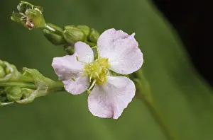 Plantain Prints: Water Plantain - Petals open, (‘sunny state'), UK