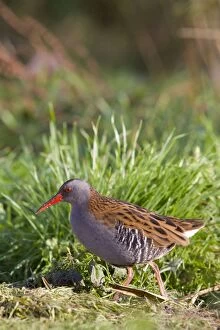 Water Rail - Single adult bird foraging in grass adjacent to lake