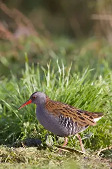 Rail Prints: Water Rail - Single adult bird foraging in grass adjacent to lake. England, UK