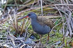 Rail Prints: Water Rail - standing in open - South Yorkshire - UK