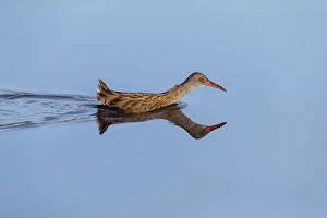 Water Rail - Wading - Isles of Scilly - UK