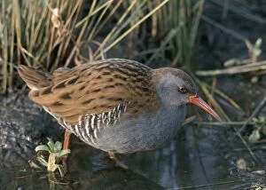 Images Dated 11th December 2006: Water Rail - By water and reeds