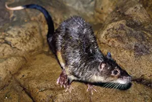 Water Rat - on creek bank Australia
