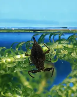 Motionless Prints: Water scorpion waits amongst water weed for prey to come within range