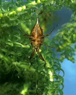 Motionless Prints: Water scorpion amongst water plants view of underside