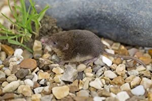 Images Dated 22nd September 2012: Water Shrew