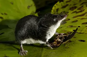Shrews Prints: Water shrew, adult, on alert while devouring a water beetle (a predatious diving beetle pictured(Dytiscidae spp)