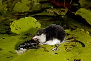 Images Dated 17th July 2008: Water shrew, adult, devours a water beetle it has cought in an old overgrown river-bed