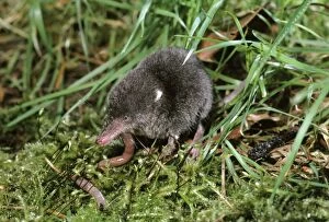 WATER SHREW - eating a worm
