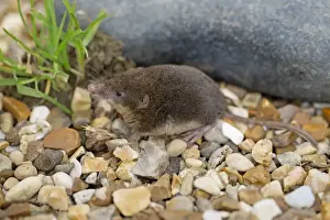 Pebbles Prints: Water Shrew - UK