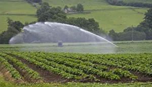 Resources Prints: Water being sprayed onto potato crops by high pressure irrigation, Scotland