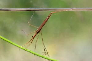 Images Dated 29th July 2012: Water Stick Insect