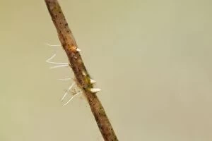 Images Dated 29th July 2012: Water Stick Insect Eggs