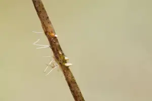 Water Stick Insect Eggs - UK