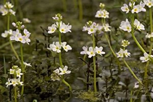 Images Dated 3rd May 2005: Water-violet, flowering in pond
