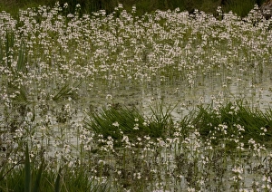 Images Dated 3rd May 2005: Water-violet, flowering in pond